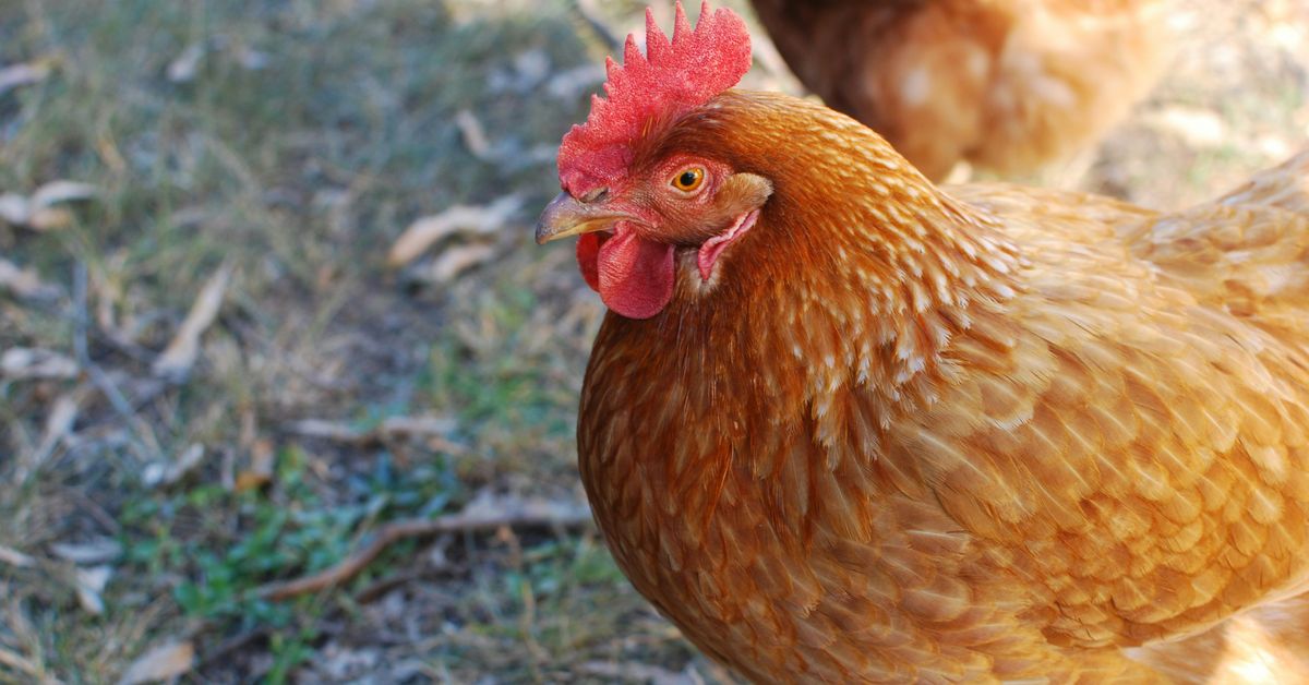 Healthy Chicken Recipes Lean and Flavorful Dishes